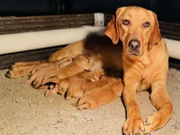 CH ENGLISH Pink female, a female Labrador Retriever for sale in Berne, IN – Photo 2 of 3