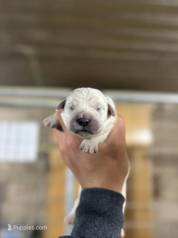 English Cream Male#3, a male English Cream Golden Retriever for sale in Berne, IN – Photo 1 of 1