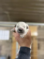 English Cream Male#3, a male English Cream Golden Retriever for sale in Berne, IN – 1 of 1