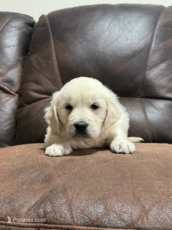 English cream female  – English Cream Golden Retriever puppy for sale in Berne, IN