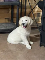 English Cream male#4, a male English Cream Golden Retriever for sale in Berne, IN – 2 of 3