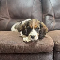Sable Tri Male #2, a male English Springer Spaniel for sale in Berne, IN – Photo 1 of 3