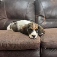 Sable Tri Male #2, a male English Springer Spaniel for sale in Berne, IN – Photo 2 of 3