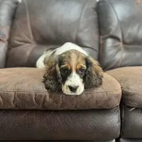 Sable Tri Male #2, a male English Springer Spaniel for sale in Berne, IN – Photo 3 of 3
