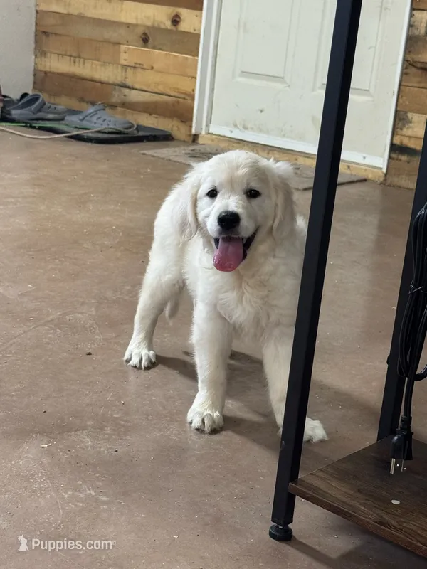 English Cream Female#1 – English Cream Golden Retriever puppy for sale in Berne, IN