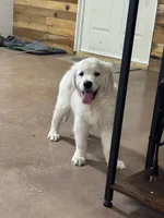 English Cream Female#1, a female English Cream Golden Retriever for sale in Berne, IN – 1 of 2