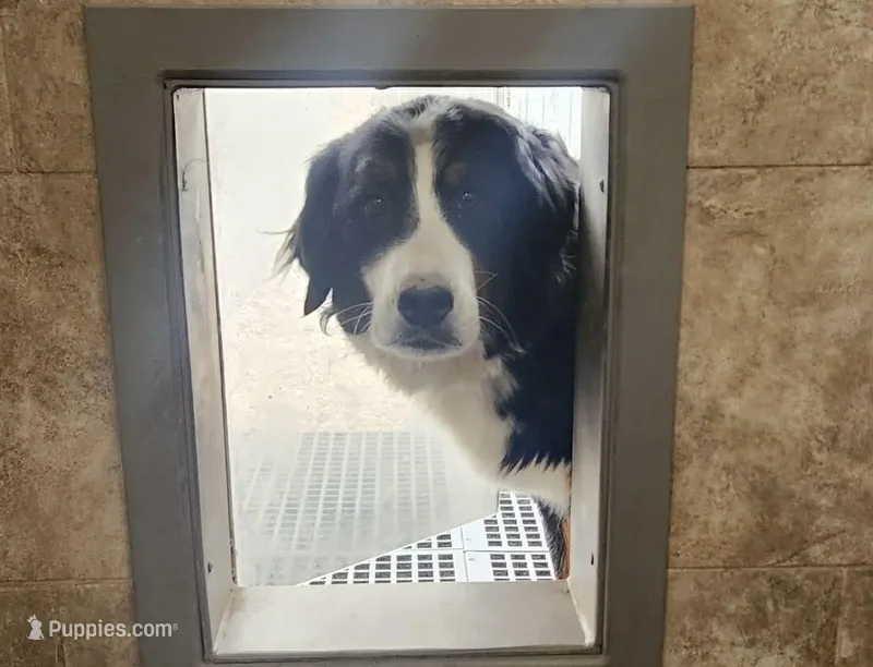 Adult Bernese female