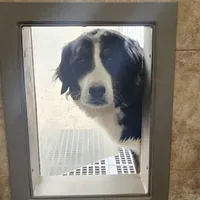 Adult Bernese female, a female Bernese Mountain Dog for sale in Berne, IN – 1 of 1