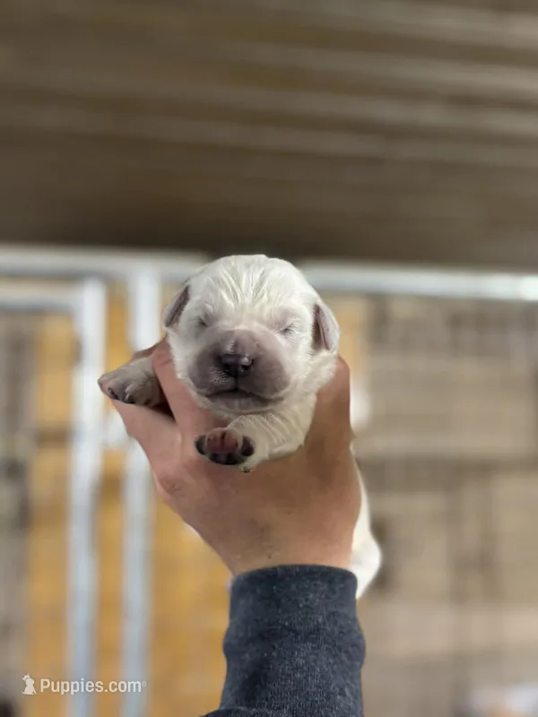 English Cream Male#1, a male English Cream Golden Retriever for sale in Berne, IN – Photo 1 of 1