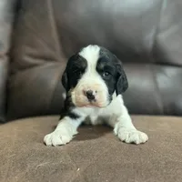 Black Tri Male, a male English Springer Spaniel for sale in Berne, IN – 1 of 1
