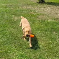 Adult female English lab, a female Labrador Retriever for sale in Berne, IN – Photo 3 of 3