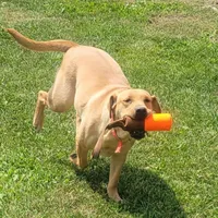 Adult female English lab, a female Labrador Retriever for sale in Berne, IN – Photo 2 of 3