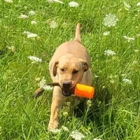 Adult female English lab, a female Labrador Retriever for sale in Berne, IN – Photo 1 of 3