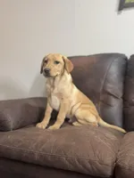 Yellow male, a female Labrador Retriever for sale in Berne, IN – Photo 2 of 2