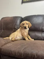 Yellow male, a female Labrador Retriever for sale in Berne, IN – Photo 1 of 2