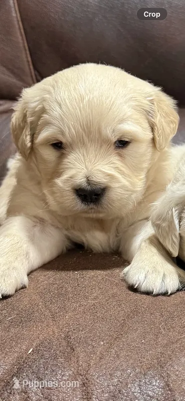 Golden retriever male  – English Cream Golden Retriever puppy for sale in Berne, IN