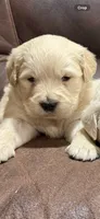 Golden retriever male , a male English Cream Golden Retriever for sale in Berne, IN – 1 of 1