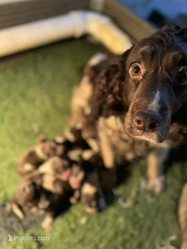 liver/white adult female