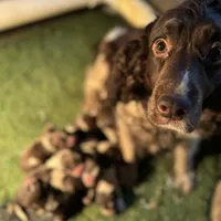 liver/white adult female, a female English Springer Spaniel for sale in Berne, IN – 1 of 1