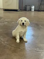 English Cream Male#3, a male English Cream Golden Retriever for sale in Berne, IN – 2 of 3