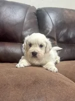 English cream male AKC, a male Golden Retriever for sale in Berne, IN – 1 of 1