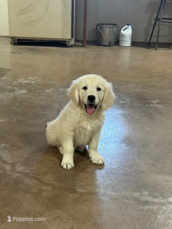 English Cream Male#3 – English Cream Golden Retriever puppy for sale in Berne, IN