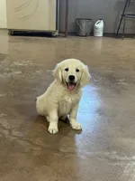 English Cream Male#3, a male English Cream Golden Retriever for sale in Berne, IN – 1 of 3