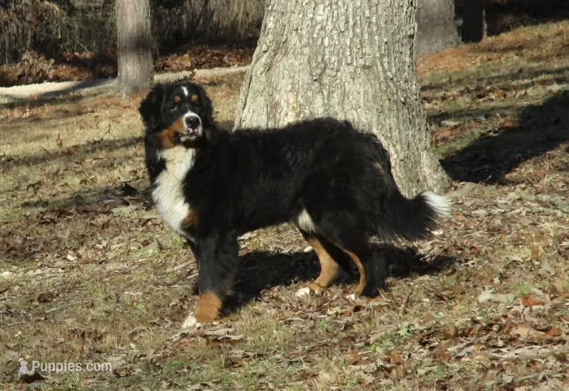 Adult Bernese male