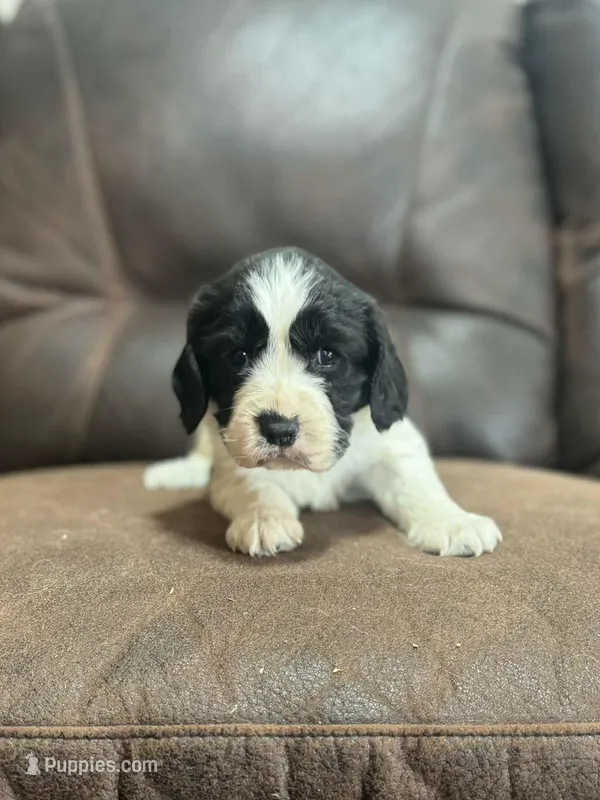 Black and white female