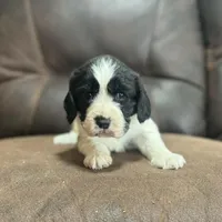 Black and white female, a male English Springer Spaniel for sale in Berne, IN – 1 of 1