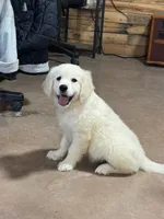 English Cream Male#1, a male English Cream Golden Retriever for sale in Berne, IN – 1 of 2
