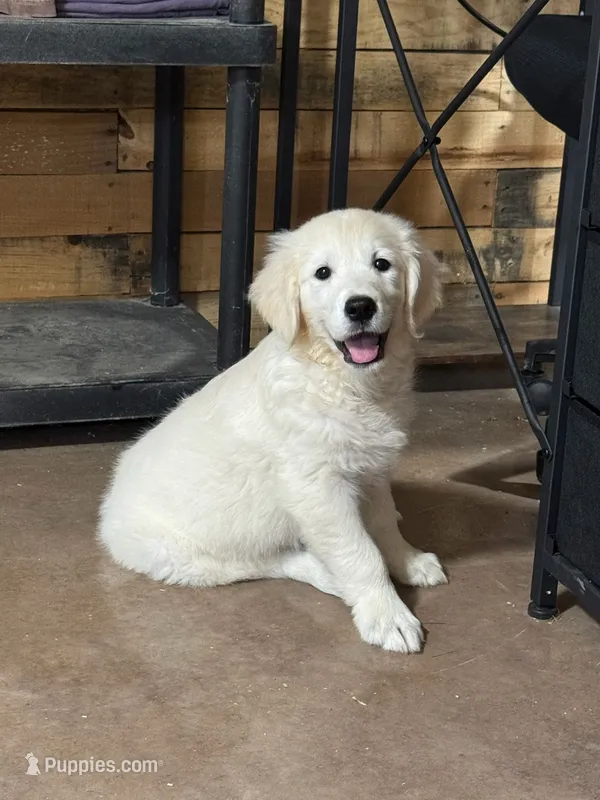 English Cream male#4 – English Cream Golden Retriever puppy for sale in Berne, IN