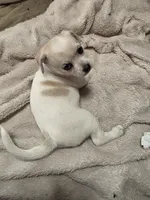 Tika, a female Chihuahua for sale in Colorado Springs, CO – 3 of 5