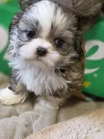 Cheyenne, a female Pekingese and Shih Tzu for sale in Colorado Springs, CO – 3 of 4