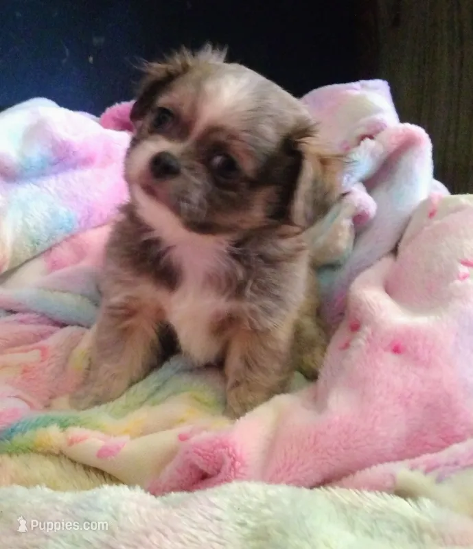 Maverick  – Pekingese, Shih Tzu puppy for sale in Colorado Springs, CO