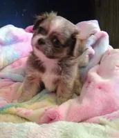 Maverick , a male Pekingese and Shih Tzu for sale in Colorado Springs, CO – 1 of 3