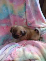 Moose, a male Pekingese and Shih Tzu for sale in Colorado Springs, CO – 3 of 3