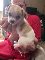 Sweet Pea, a female Chihuahua for sale in Colorado Springs, CO – 3 of 5