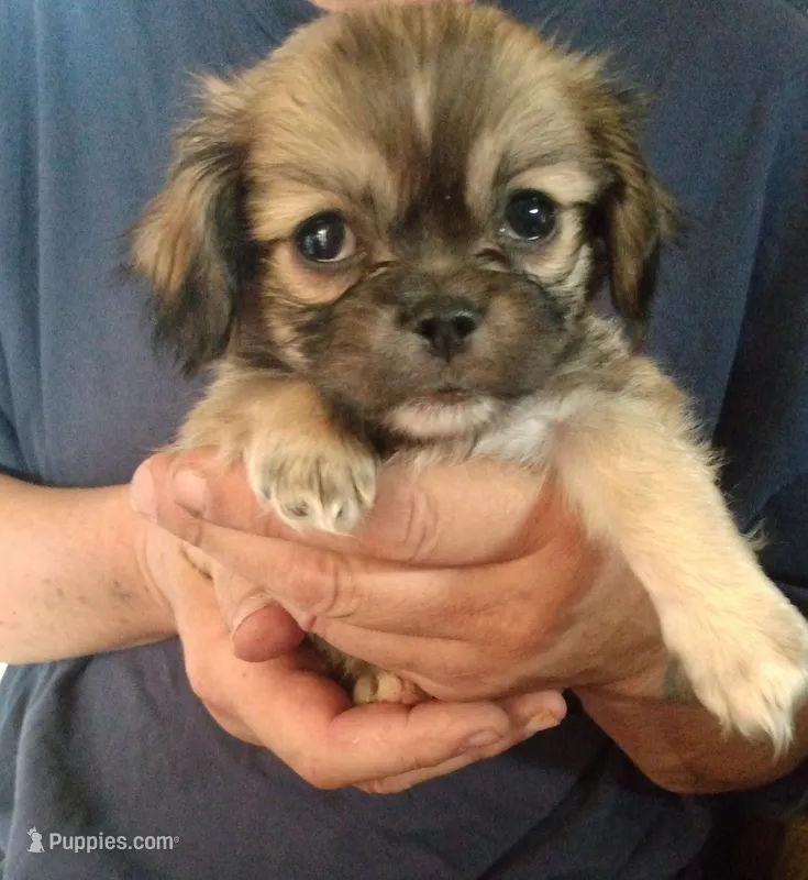 Moose – Pekingese, Shih Tzu puppy for sale in Colorado Springs, CO