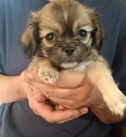 Moose, a male Pekingese and Shih Tzu for sale in Colorado Springs, CO – 1 of 3