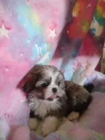 Cheyenne, a female Pekingese and Shih Tzu for sale in Colorado Springs, CO – 2 of 4