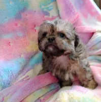 Magnum, a male Pekingese and Shih Tzu for sale in Colorado Springs, CO – 2 of 2