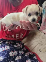 Tika, a female Chihuahua for sale in Colorado Springs, CO – 4 of 5