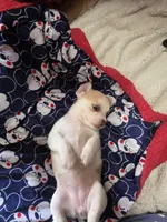 Tika, a female Chihuahua for sale in Colorado Springs, CO – 5 of 5
