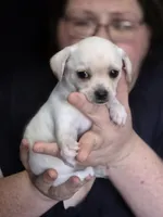 Gideon , a female Chihuahua for sale in Colorado Springs, CO – 1 of 5