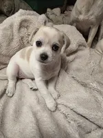 Tika, a female Chihuahua for sale in Colorado Springs, CO – 2 of 5