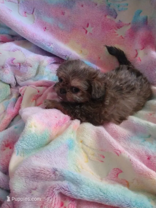 Magnum – Pekingese, Shih Tzu puppy for sale in Colorado Springs, CO