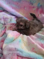Magnum, a male Pekingese and Shih Tzu for sale in Colorado Springs, CO – 1 of 2
