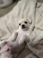 Gideon , a female Chihuahua for sale in Colorado Springs, CO – 5 of 5