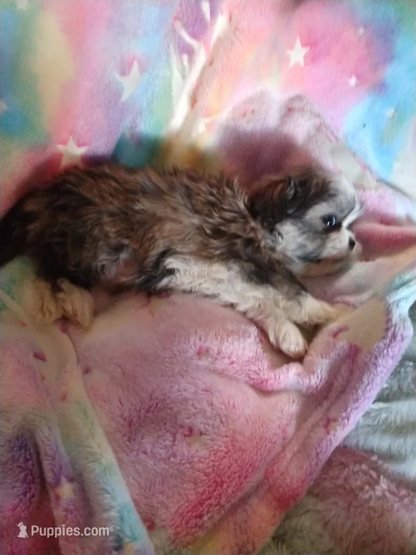 Cheyenne – Pekingese, Shih Tzu puppy for sale in Colorado Springs, CO